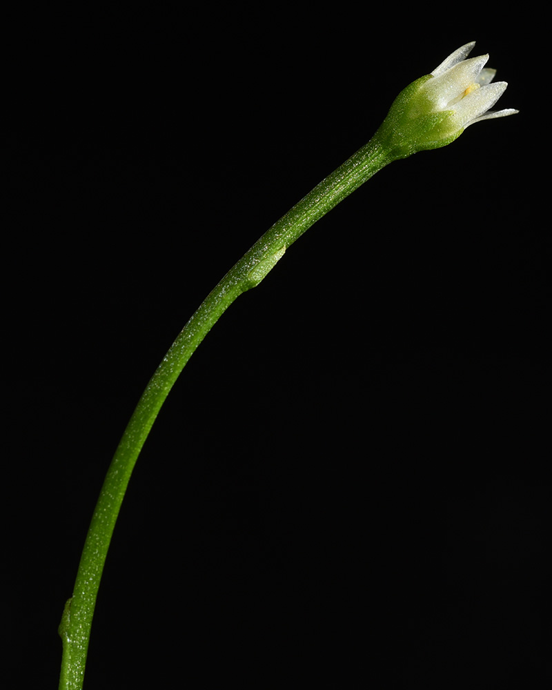 Bartonia paniculata subsp. paniculata