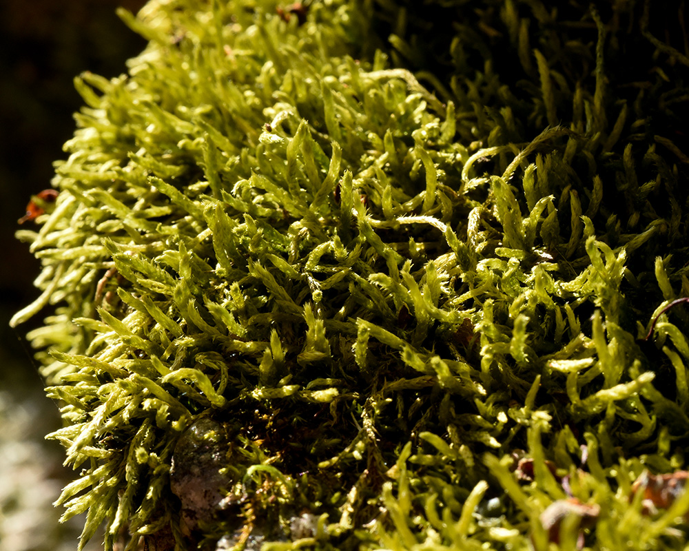 Foxtail Moss