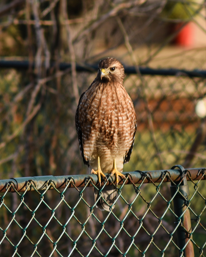 <i>Buteo lineatus</i>