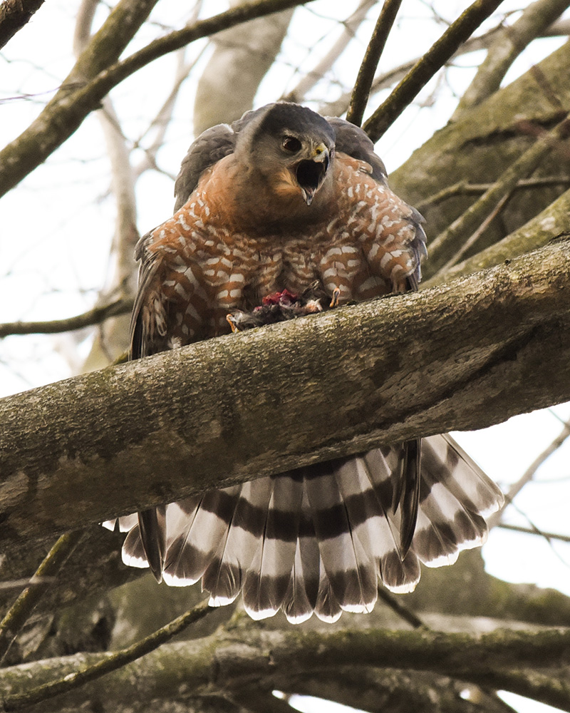 <i>Buteo lineatus</i>