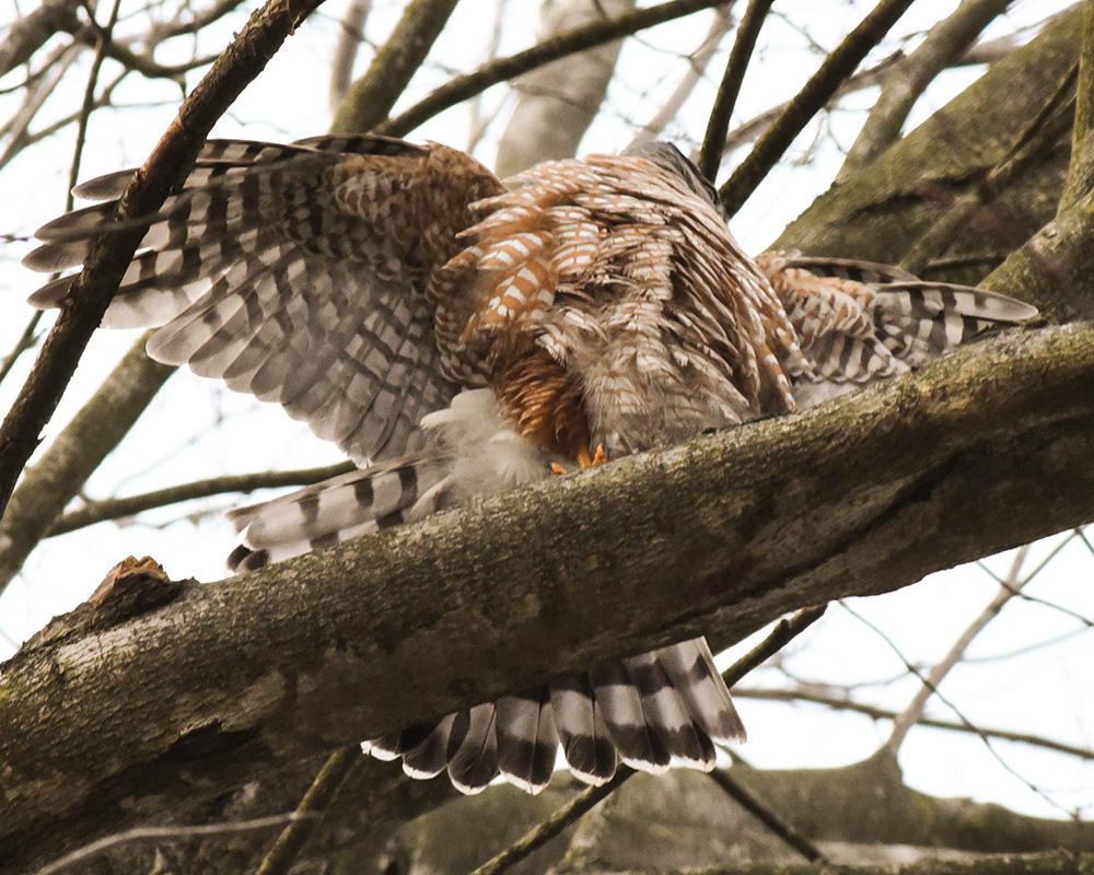 <i>Buteo lineatus</i>