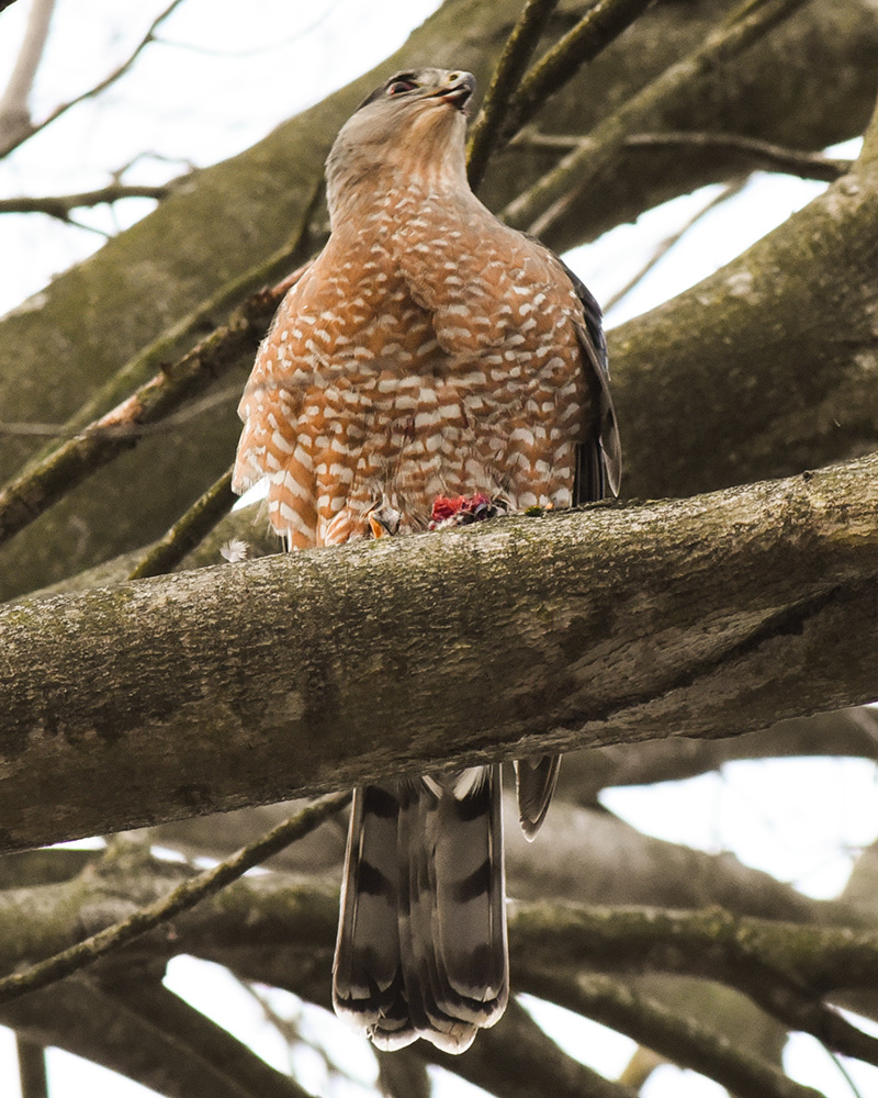 <i>Buteo lineatus</i>