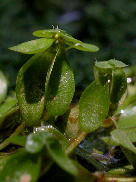 Callitriche heterophylla