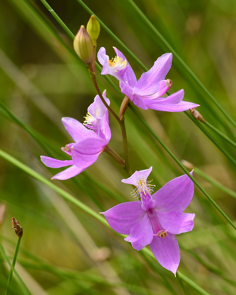 Grass-pink Orchid