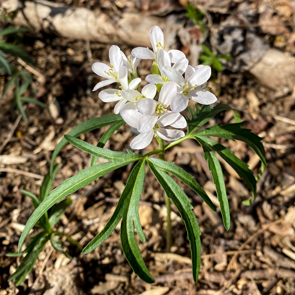 Cardamine concatenata