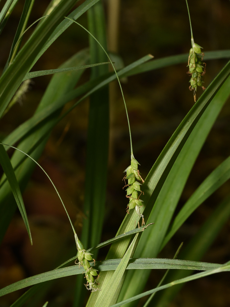 Carex laxiculmis var. laxiculmis