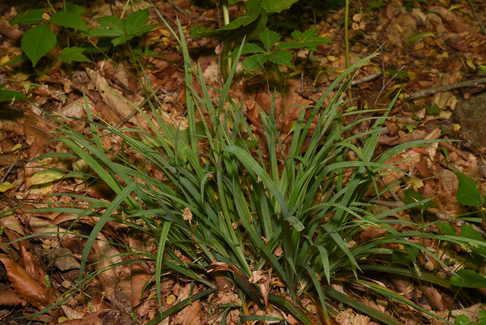 Carex laxiculmis var. laxiculmis