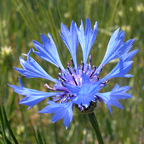 Bachelor's Button Knapweed