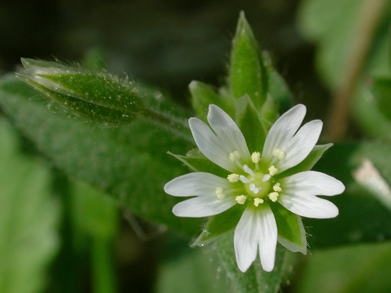 Mouse-ear Chickweed
