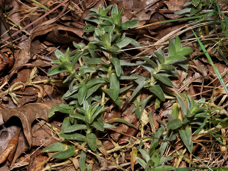 Serpentine Chickweed