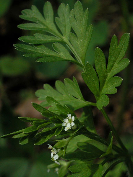 Chaerophyllum procumbens var. procumbens