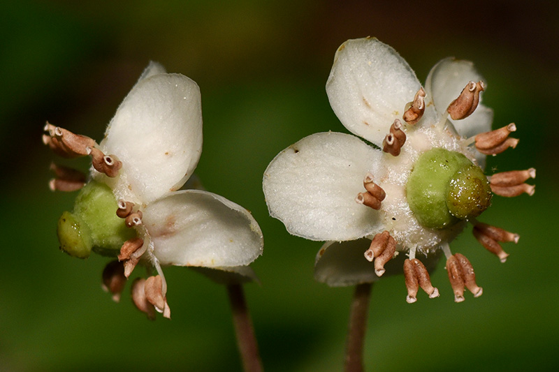 Chimaphila maculata