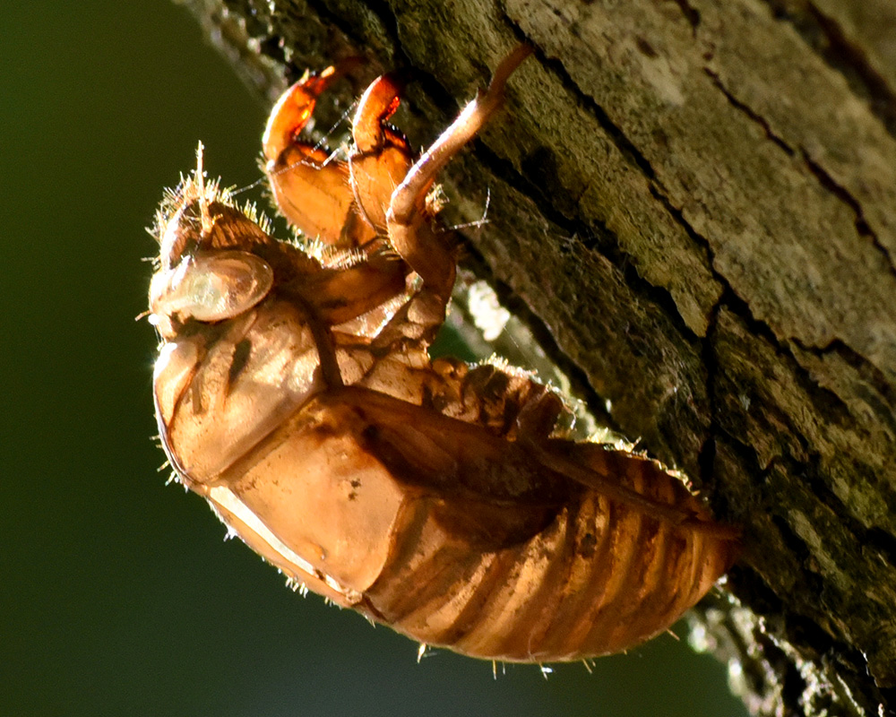 Cicada,the backyard, October 2019