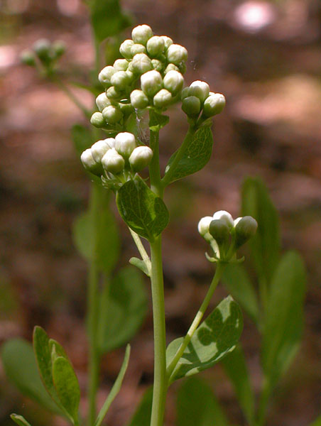 Comandra umbellata subsp. umbellata