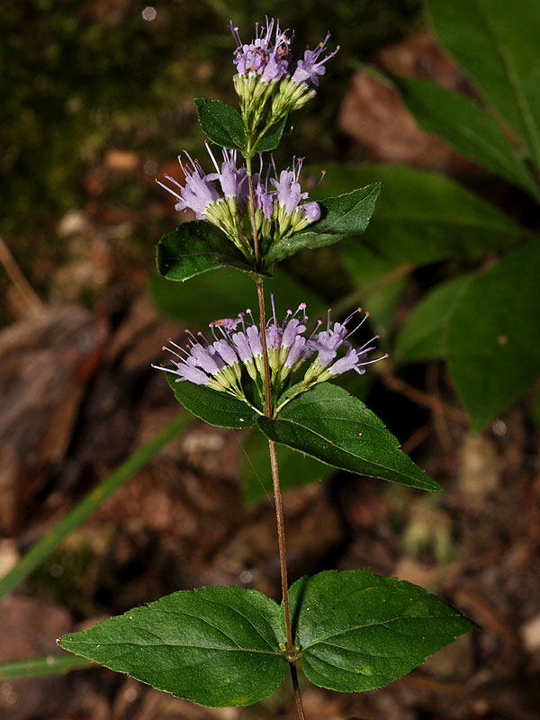 Cunila origanoides