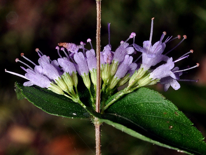 <i>Cunila origanoides</i>