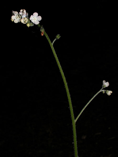 Cynoglossum virginianum var. virginianum
