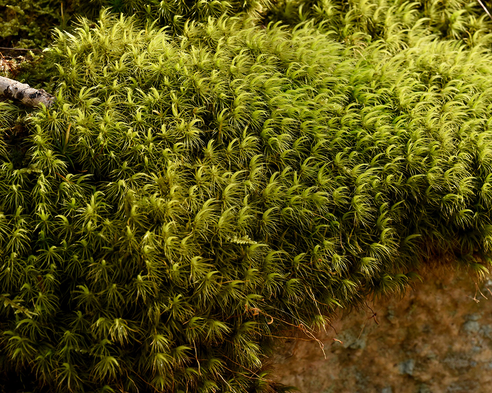 Windswept Broom Moss