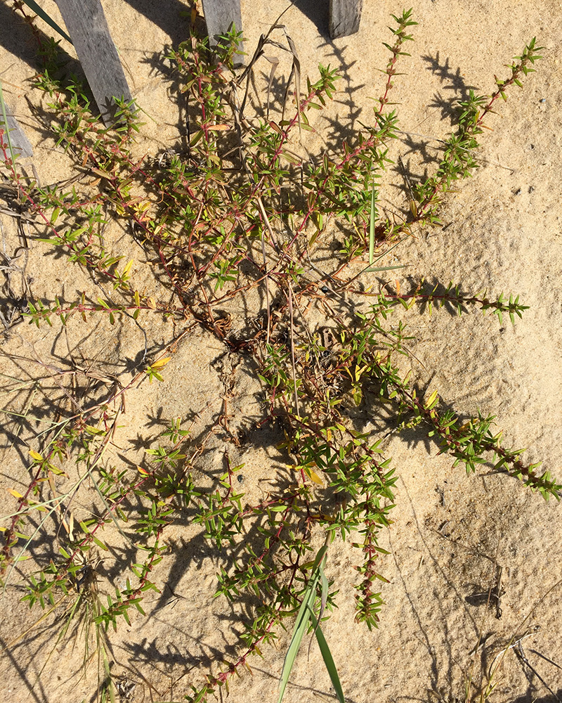 Well-drained Buttonweed