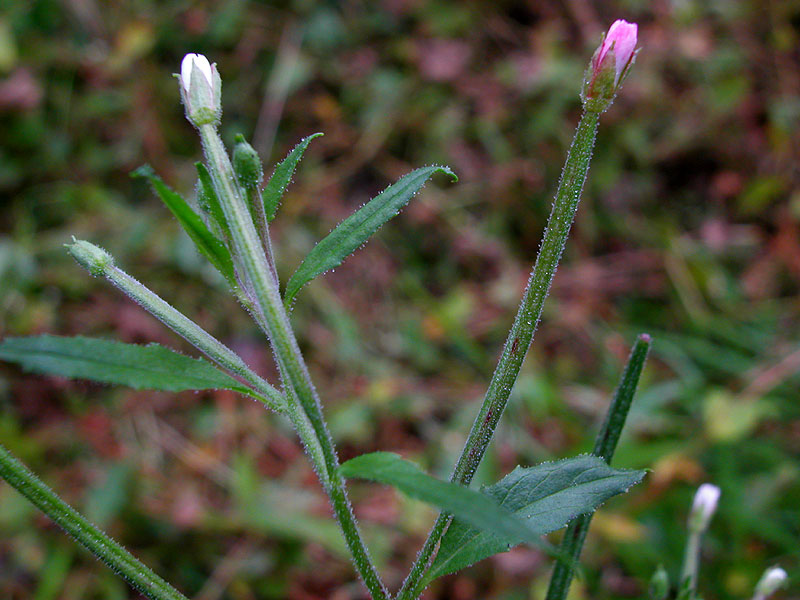 Purple-leaf Willowherb