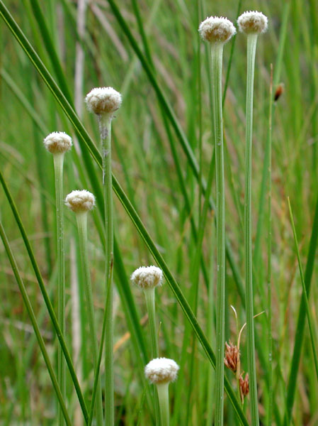 Seven-angled Pipewort