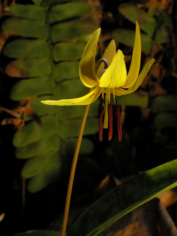 Erythronium americanum subsp. americanum