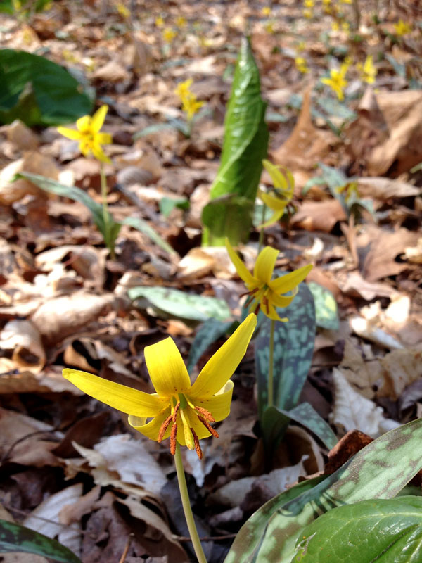 Yellow Trout-lily