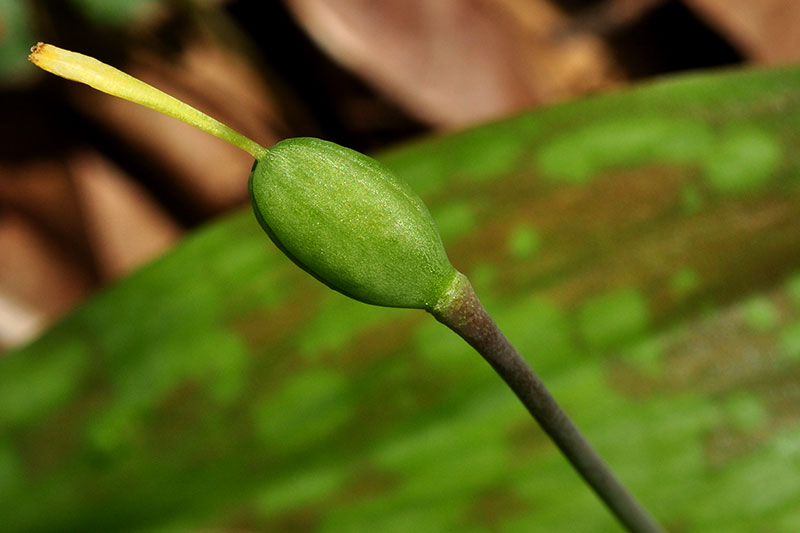 Erythronium americanum subsp. americanum
