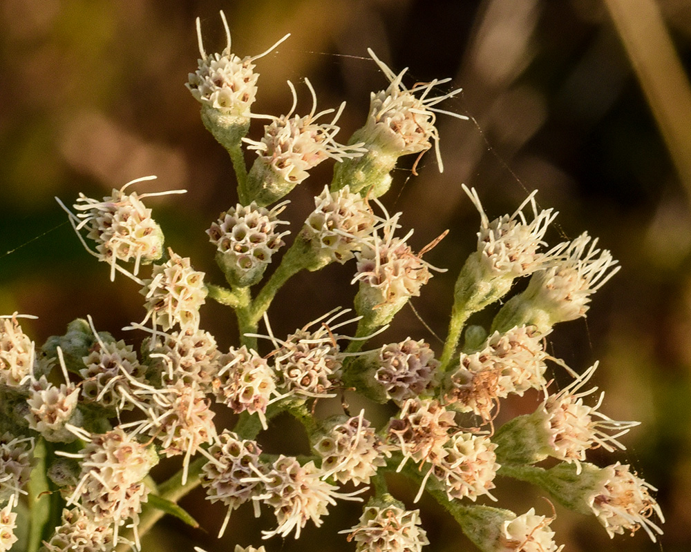 Late-flowering Thoroughwort