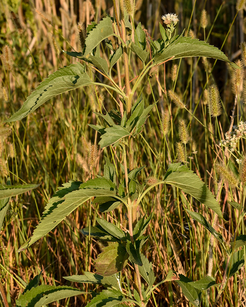 Late-flowering Thoroughwort