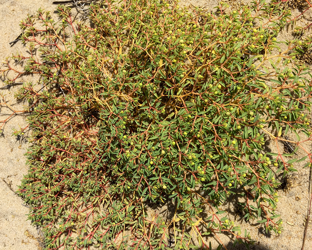 Euphorbia polygonifolia
