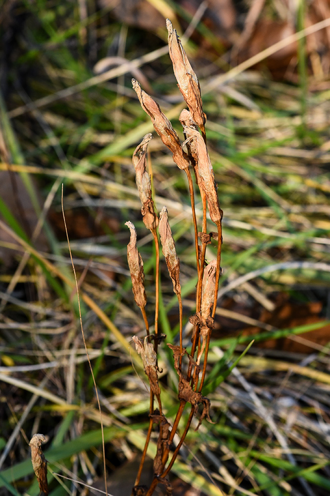 <i>Gentianopsis crinita</i>