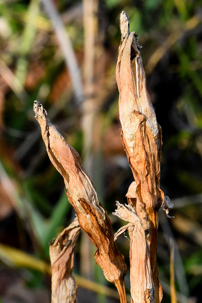 <i>Gentianopsis crinita</i>