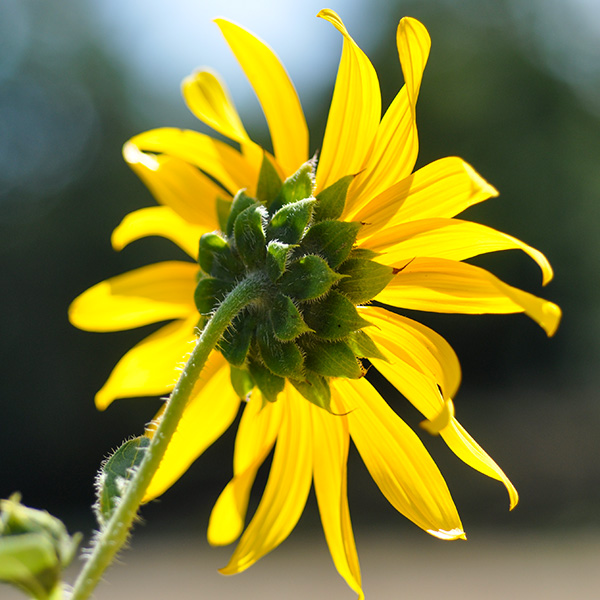 Domesticated Sunflower
