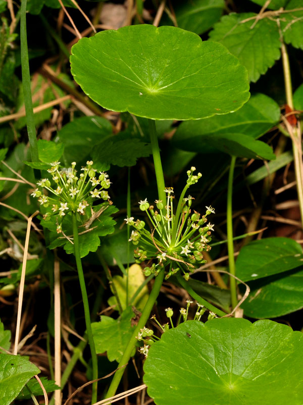 Many-flowered Pennywort