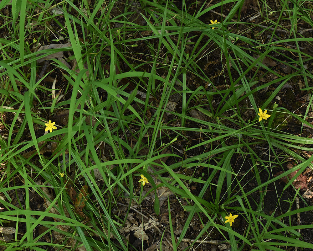 Eastern Yellow Stargrass