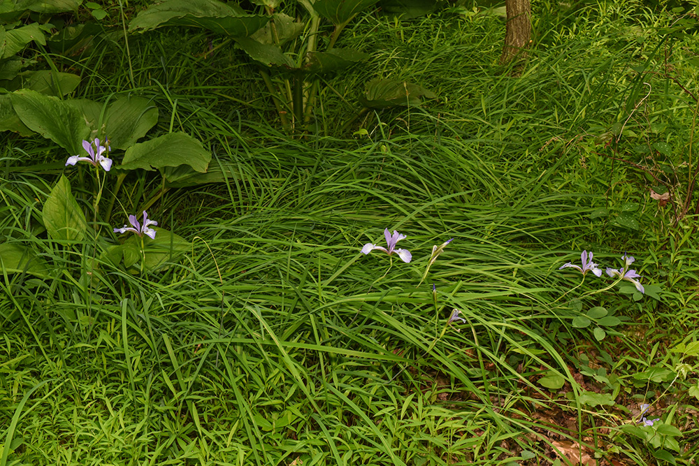 Slender Blueflag Iris