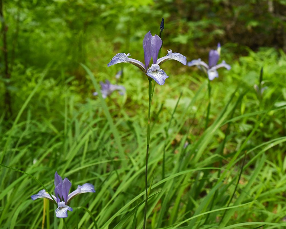 Slender Blueflag Iris
