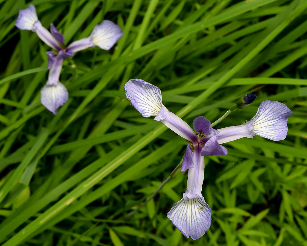 Iris prismatica