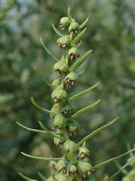 Iva frutescens subsp. oraria
