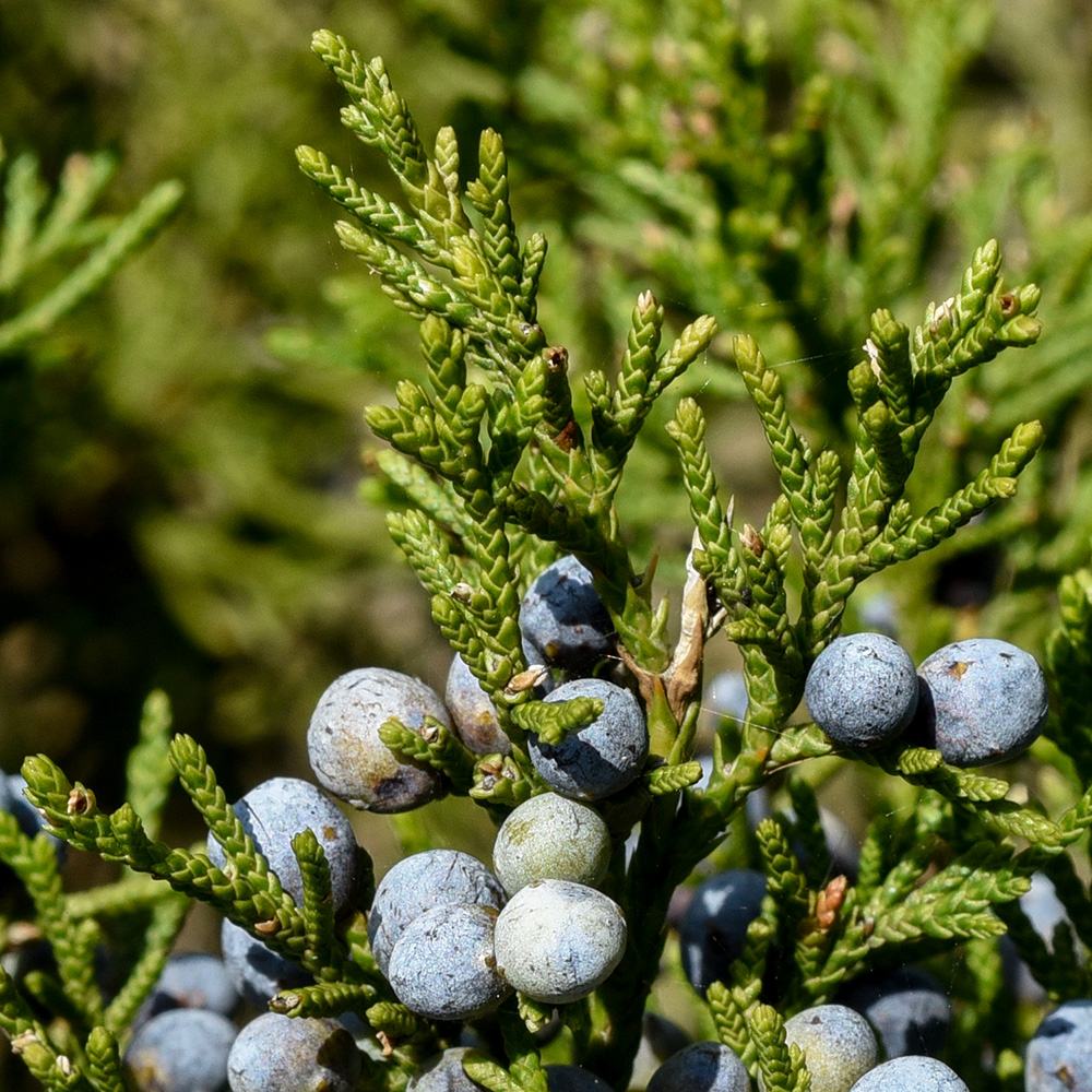 <i>Juniperus virginiana</i>