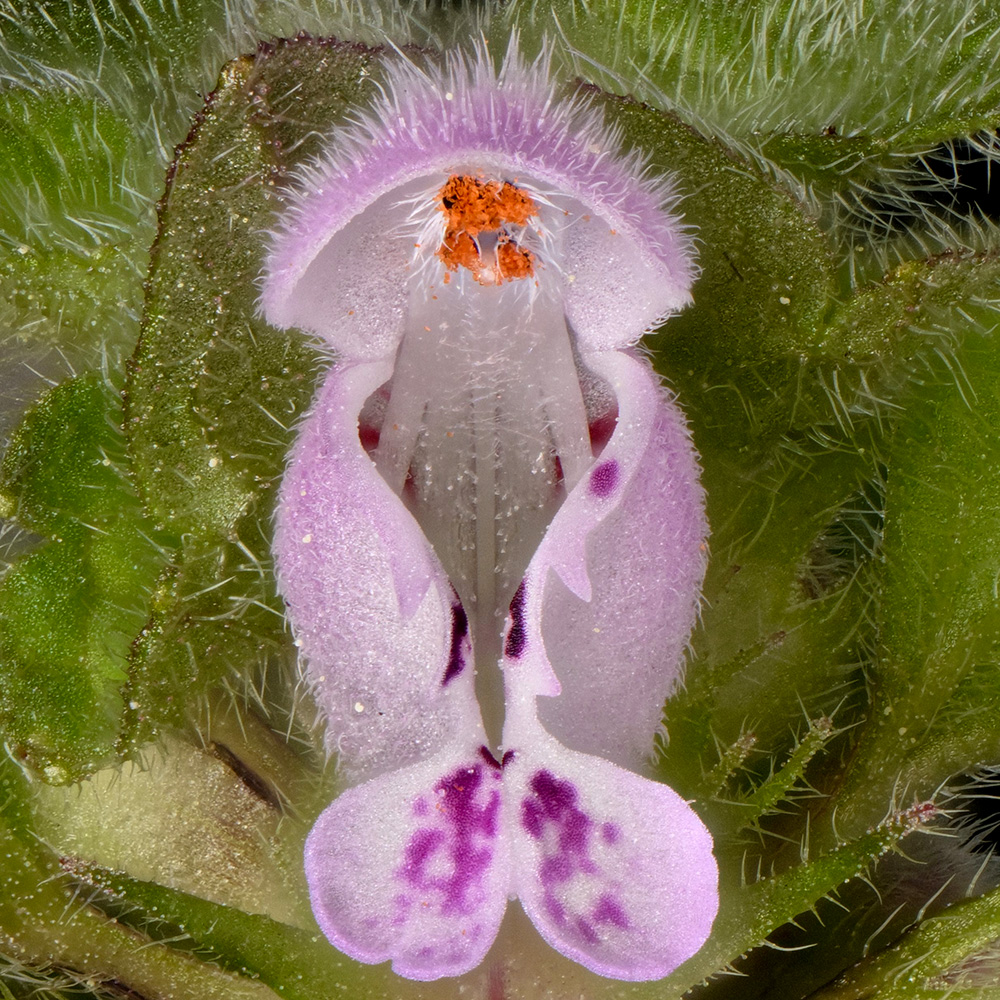 Lamium purpureum