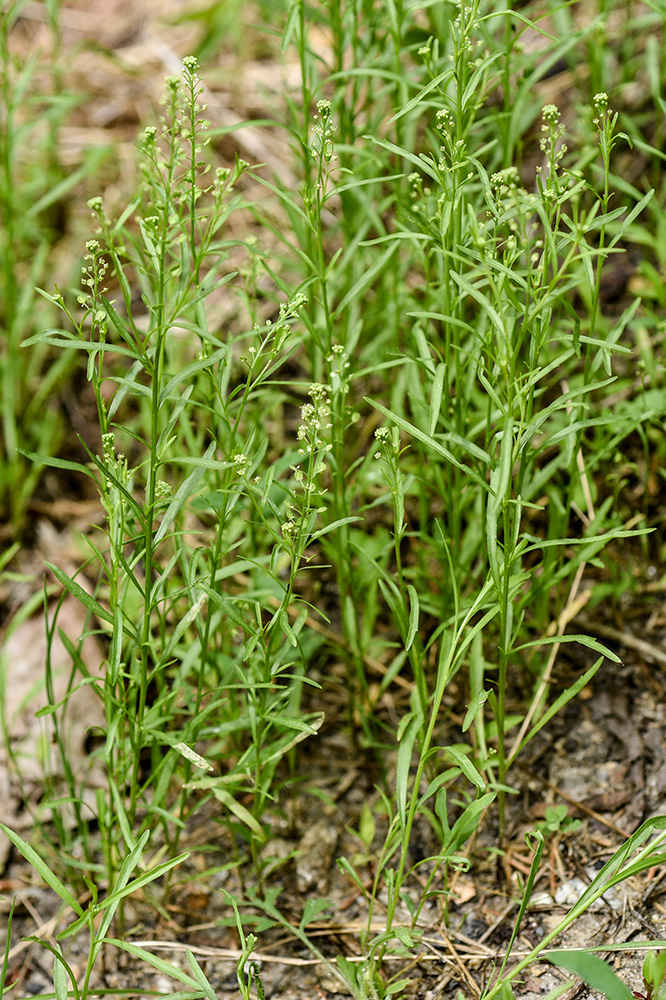 Lepidium virginicum subsp. virginicum