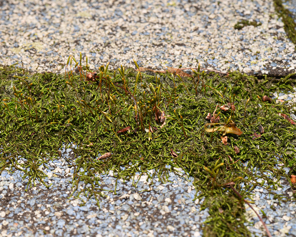 Necklace Chain Moss