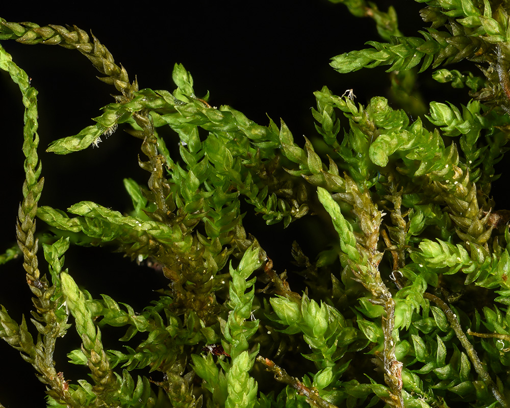 Necklace Chain Moss