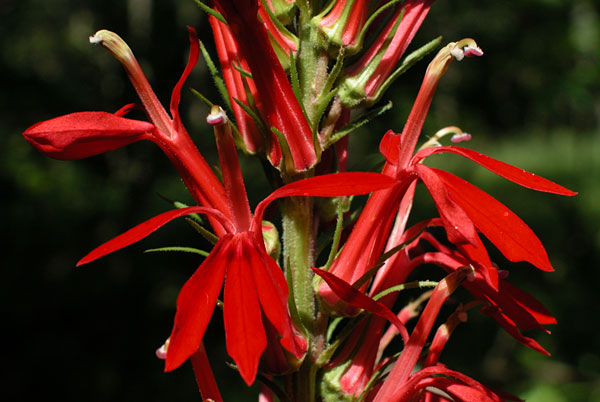 Cardinal-flower