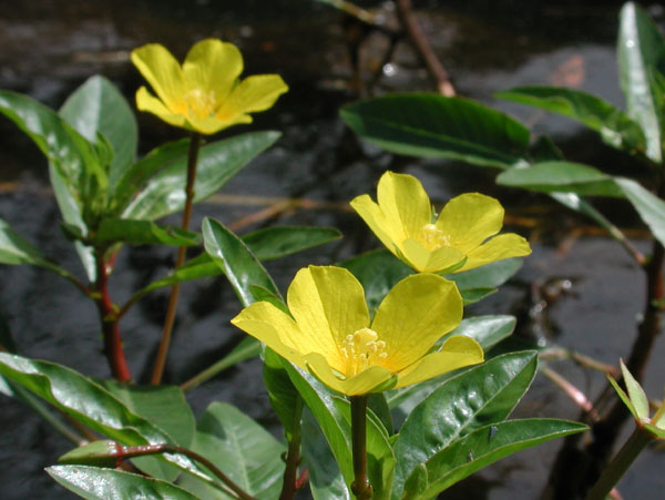 Ludwigia peploides subsp. glabrescens