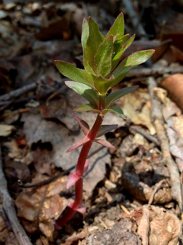Lysimachia quadrifolia