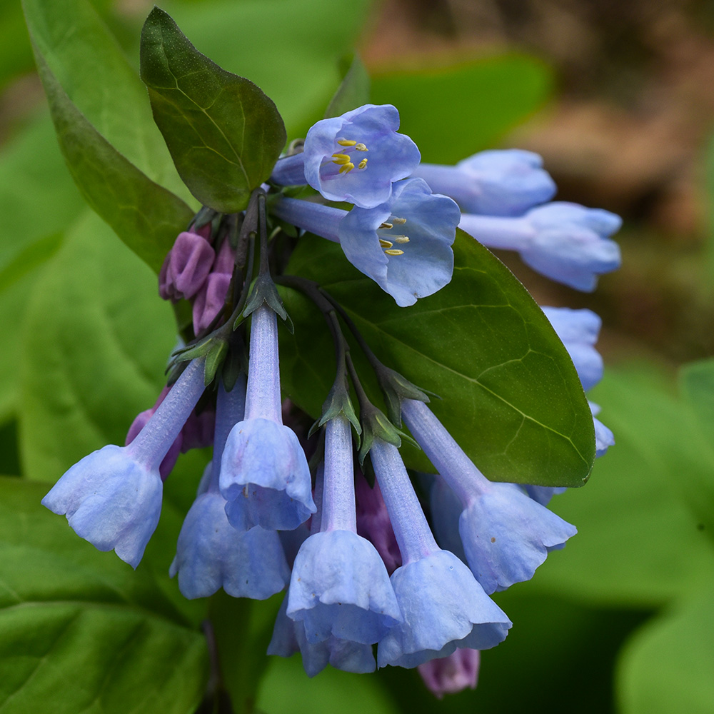 Mertensia virginica
