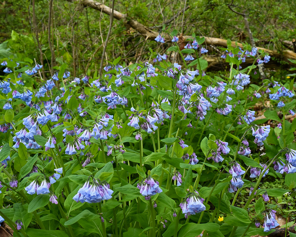 Mertensia virginica